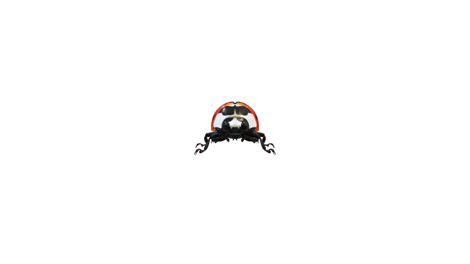 bwchgochgota